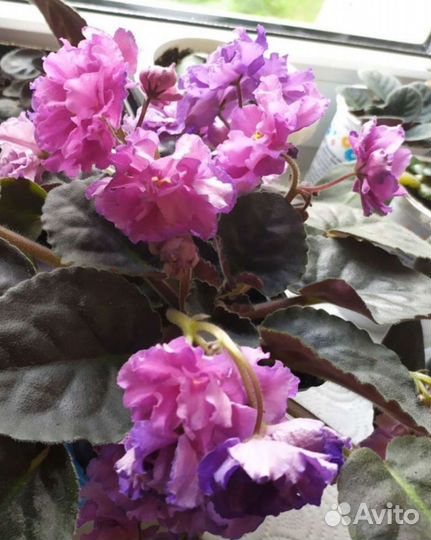 Фиалка(набор листов на срез)