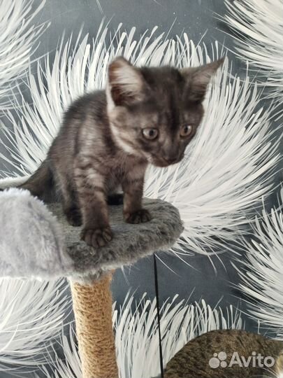 Котик в добрые ручки