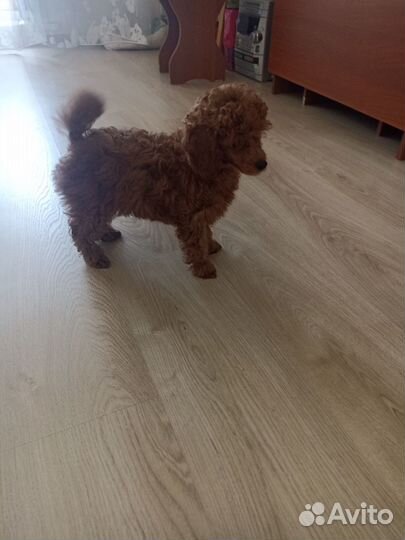 Щенок девочка Пудель РКФ