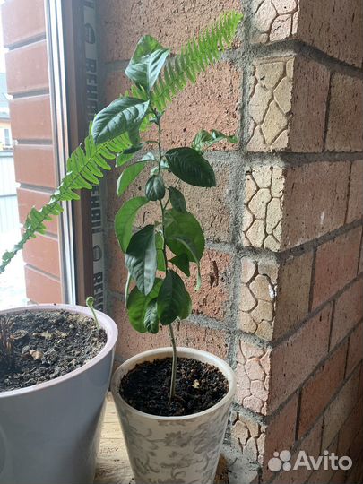 Фикусы, долларовое дерево