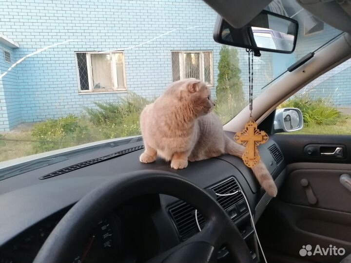 Шотландская вислоухая кошка бесплатно