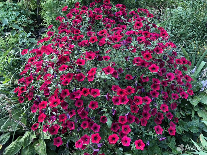 Черенки петунии тайдал