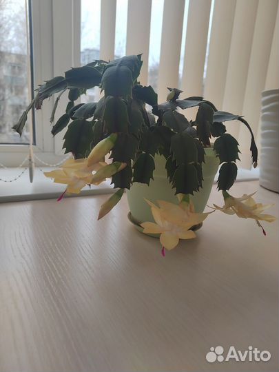 Сортовые декабристы