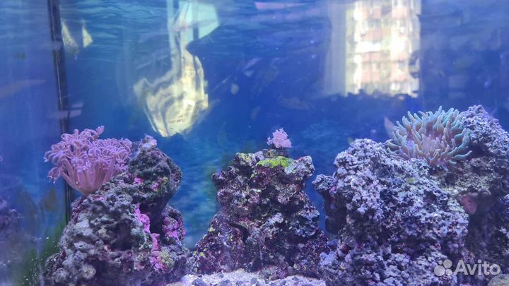 Морской аквариум