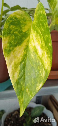 Сциндапсус эпипремнум, плющ, хлорофитумы