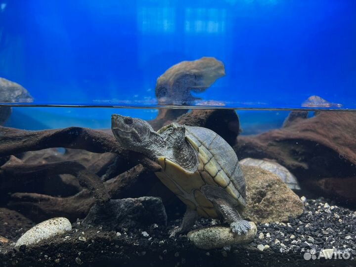 Мускусные черепашки с наполненым аквариумом