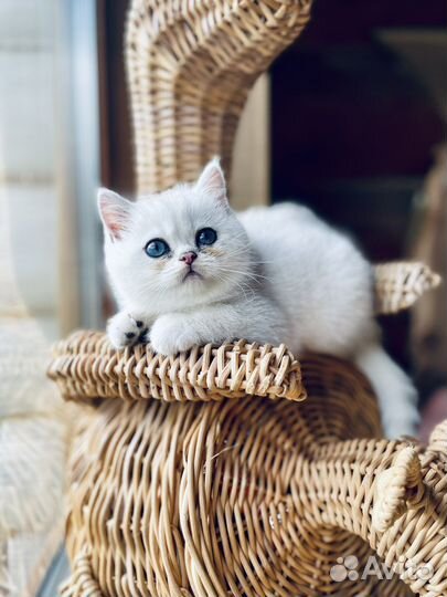 Котенок малышка серебристая шиншилла