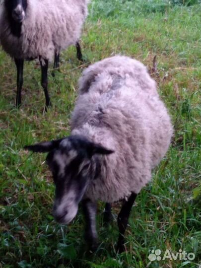 Бараны, овцы, ярки
