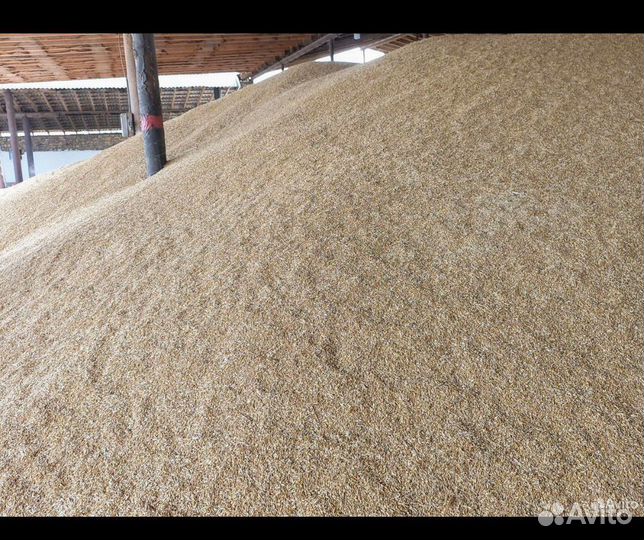 Зерно пшеница 3,4 класс