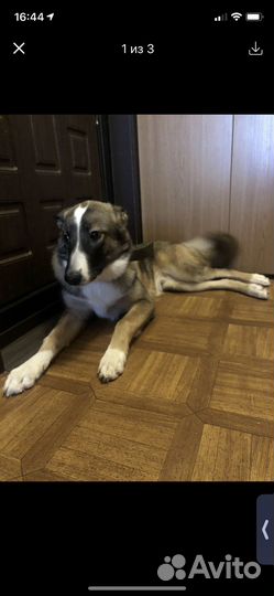 Щенок в добрые руки