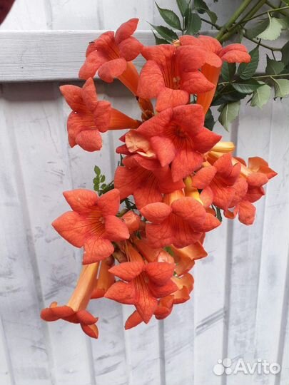 Семена Кампсиса, Остеоспермума(смесь)