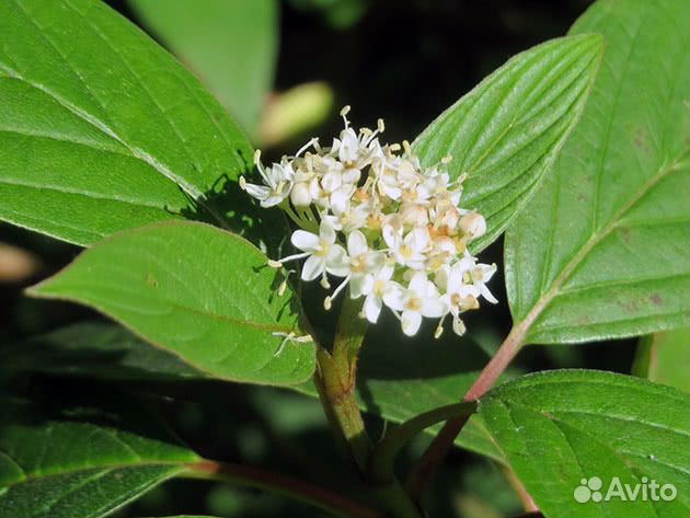 Саженцы кустарника дёрен (лист чисто зеленый)