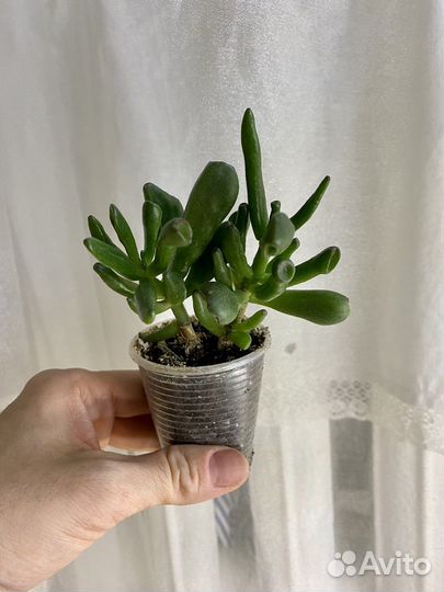 Кислица, крассула, жасмин, гинура