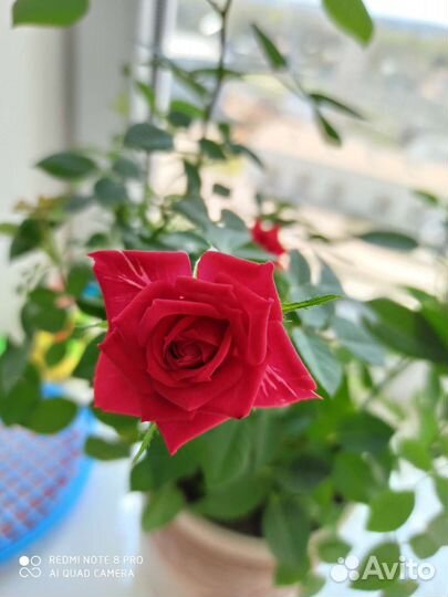 Роза комнатная