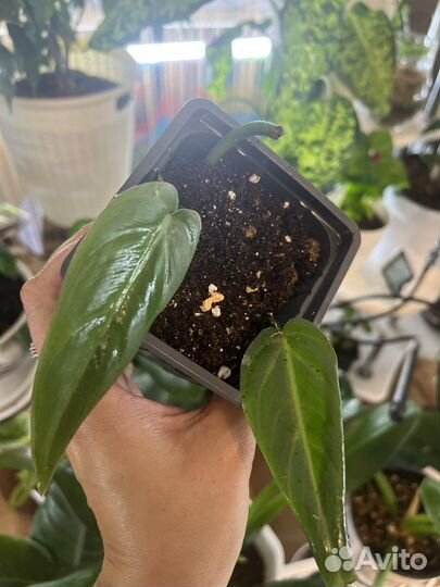 Филодендроны