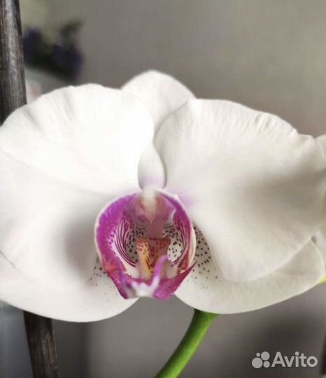 Орхидея фаленопсис белая
