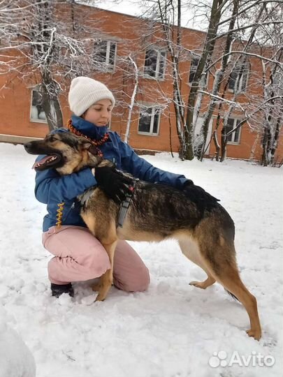 Собака из приюта в добрые руки