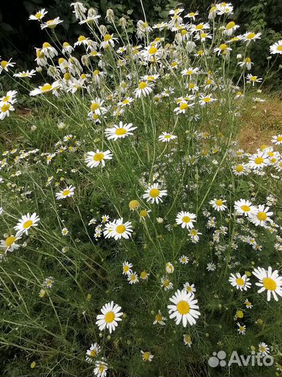 Полынь, чистотел, тысячелистник, зверобой
