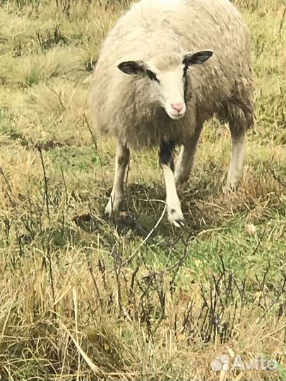 Овцы, Телка