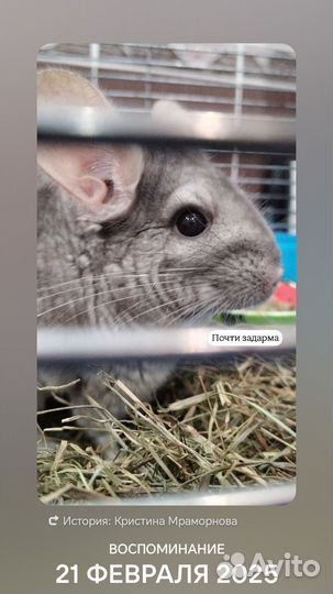 Шиншилла девочка