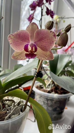 Орхидея фаленопсис пират пикоти