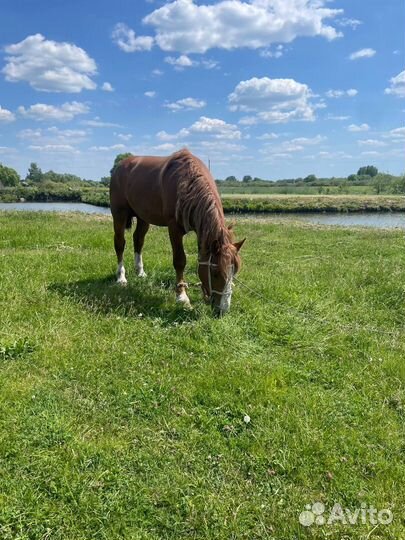 Жеребец тяжеловоз