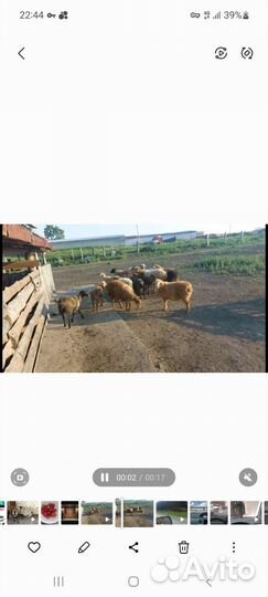 Курдючные бараны овцы