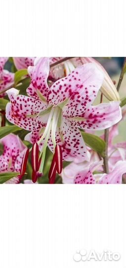 Луковицы лилии тигровой 4 сорта