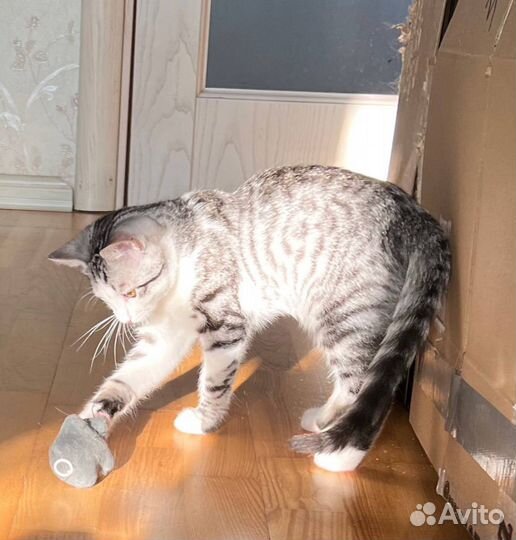 Кошка в дар бесплатно