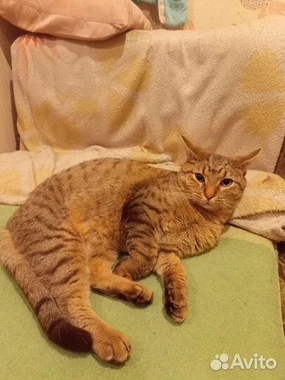 Рыжий ищет дом