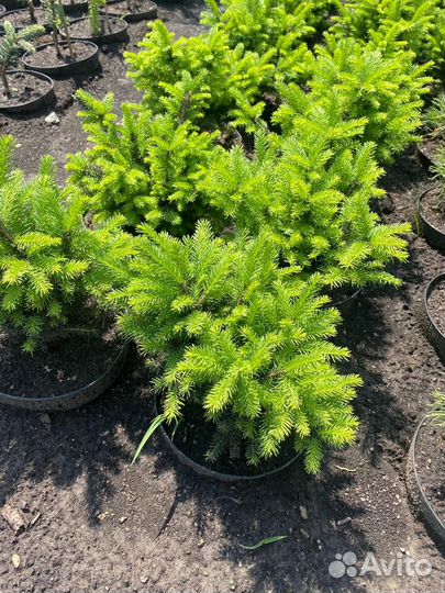 Декоративные лиственные и хвойные растения