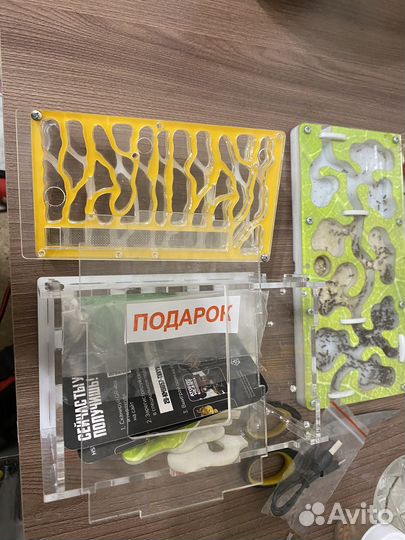 Муравьиная ферма с муравьями