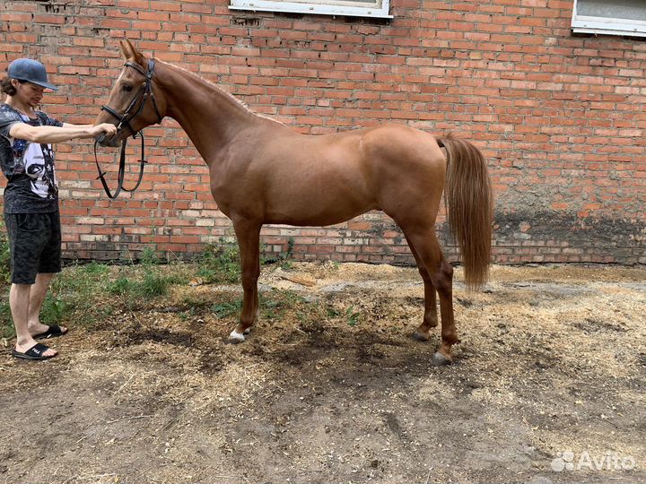 Жеребец чистокровной арабской породы 2х лет