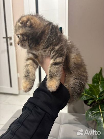 Шотландские котятки