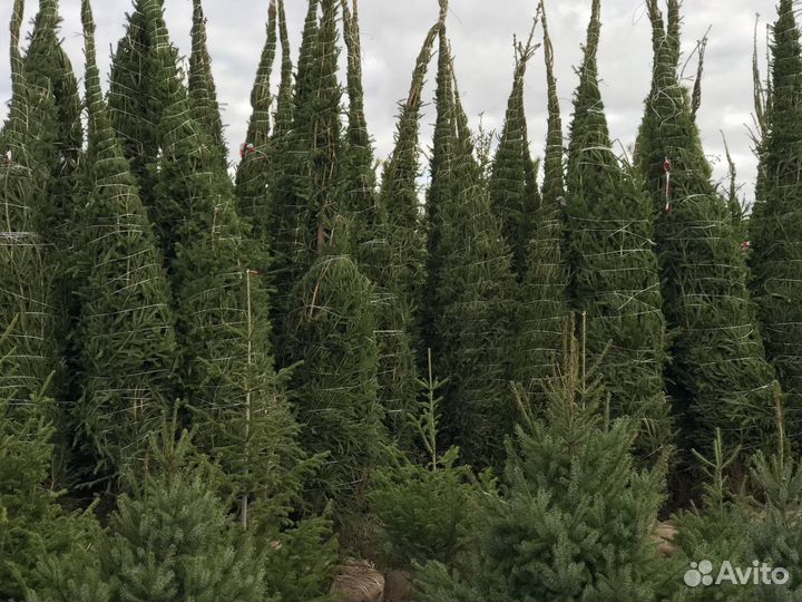 Крупномерные Ели из питомника