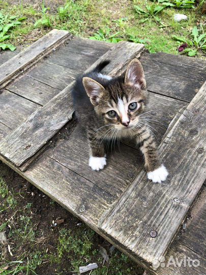 Котята бесплатно