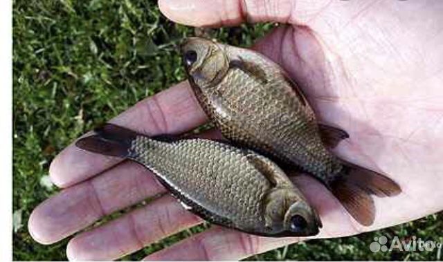 Живец (опт и розница) зарыбление