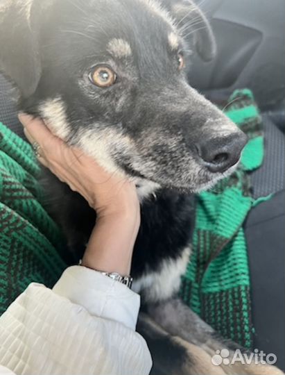 Щенок-подросток