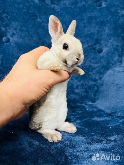 Рекс кролик сиамский (редкость)