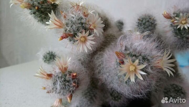 Кактусы и суккуленты