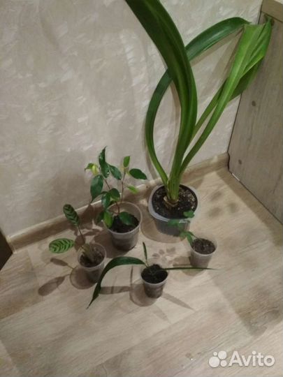 Набор цветов