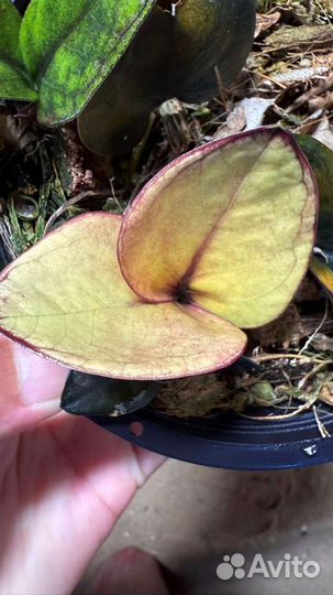 Замиокулькас Блэк пинк Акебоно