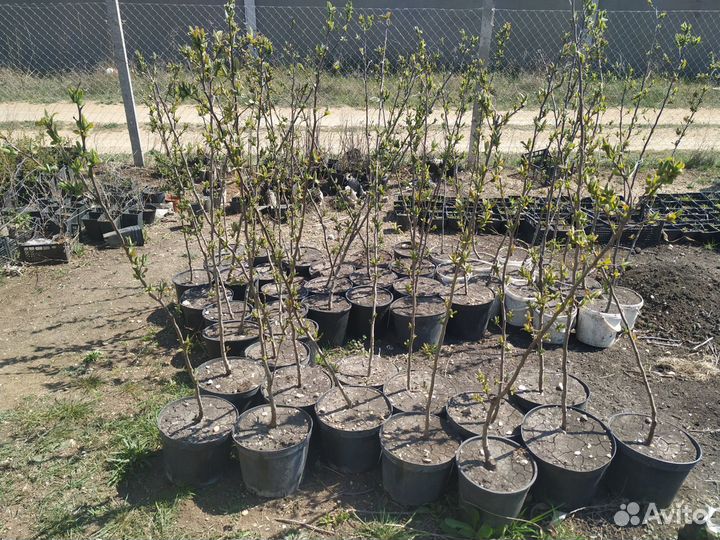 Продам Саженцы Мушмулы Германской листопадная