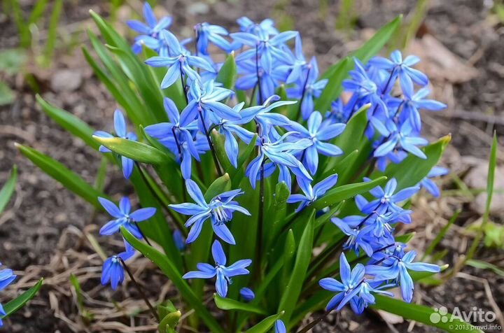 Ранние многолетние цветы