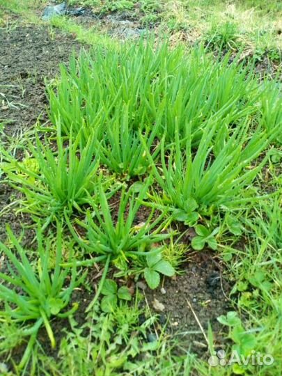 Продам лук- батун