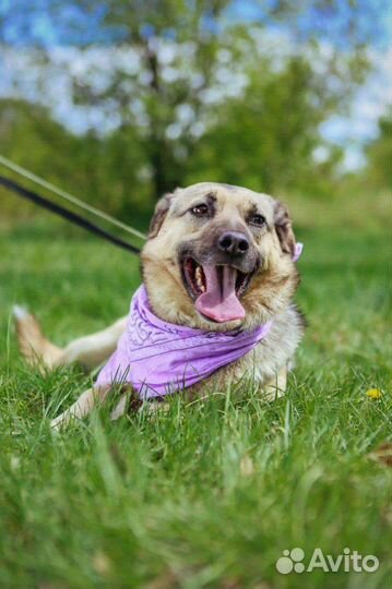 Собаки бесплатно в добрые руки