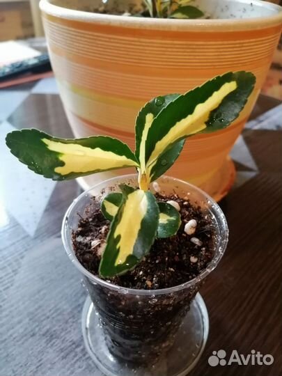 Бересклет комнатный