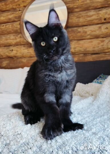 Котята мейн-кун черный дым