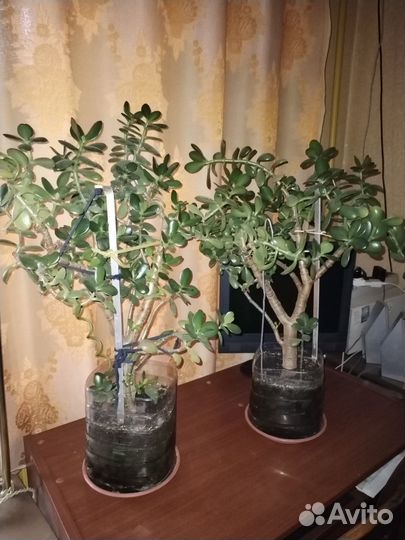 Денежное дерево красула толстянка бронь