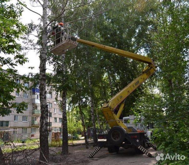 Спил деревьев